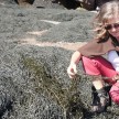 Seagrass at Hopewell Rocks